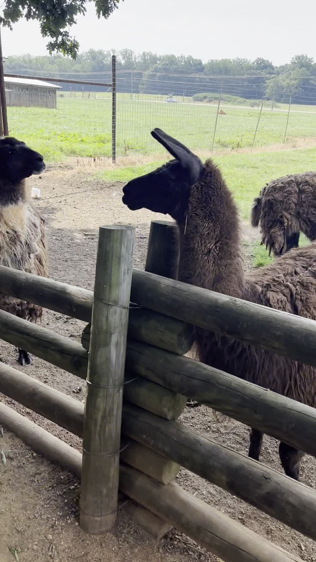 Lazy 5 Ranch