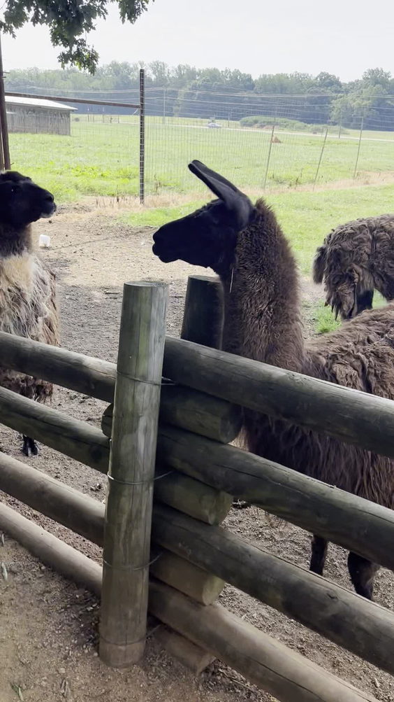 Lazy 5 Ranch
