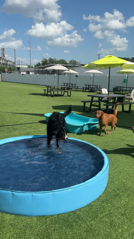 Urban Dog Bar