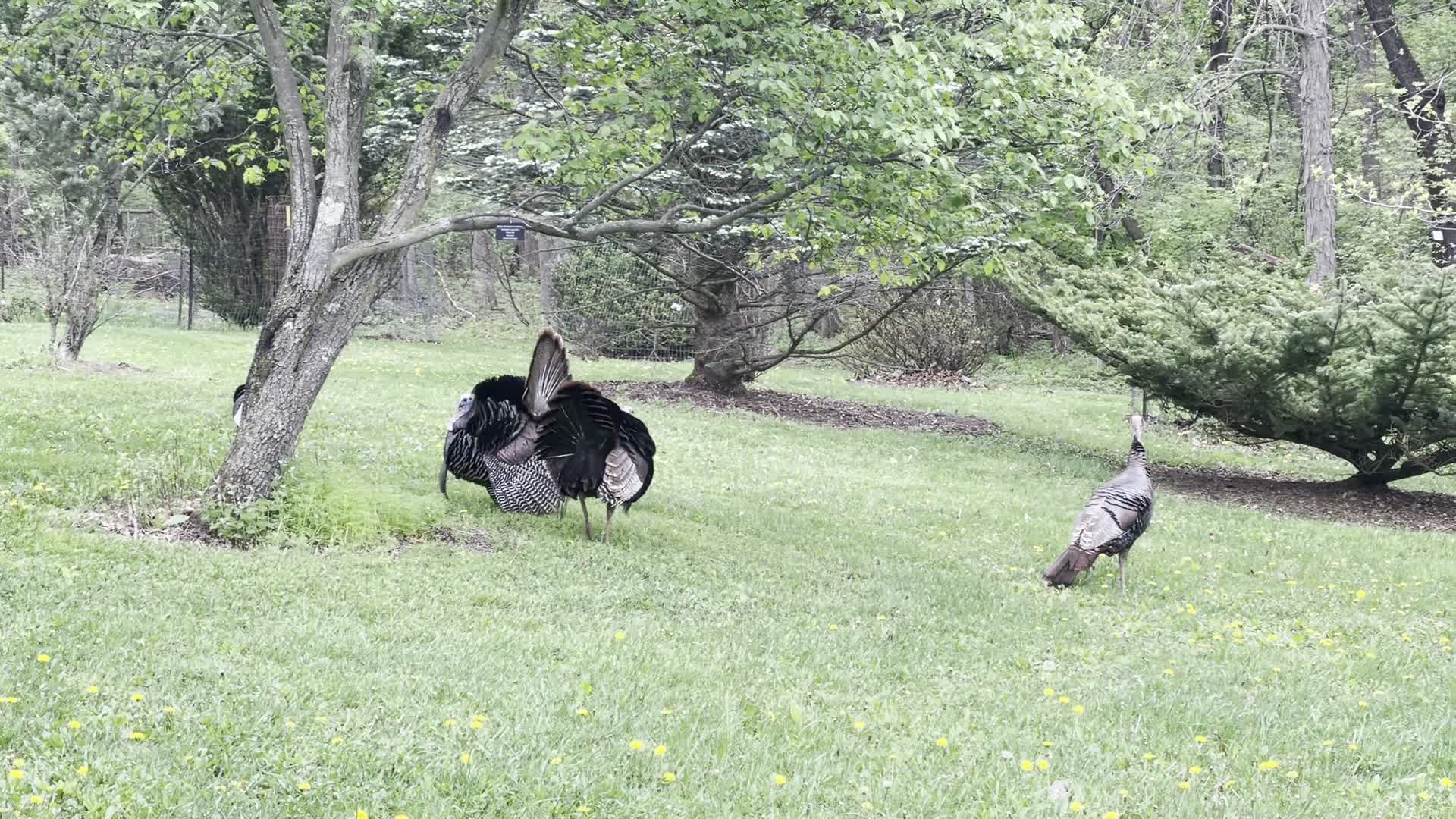 Video review of UW Arboretum