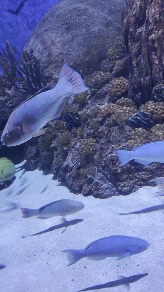 Ody Sea Aquarium