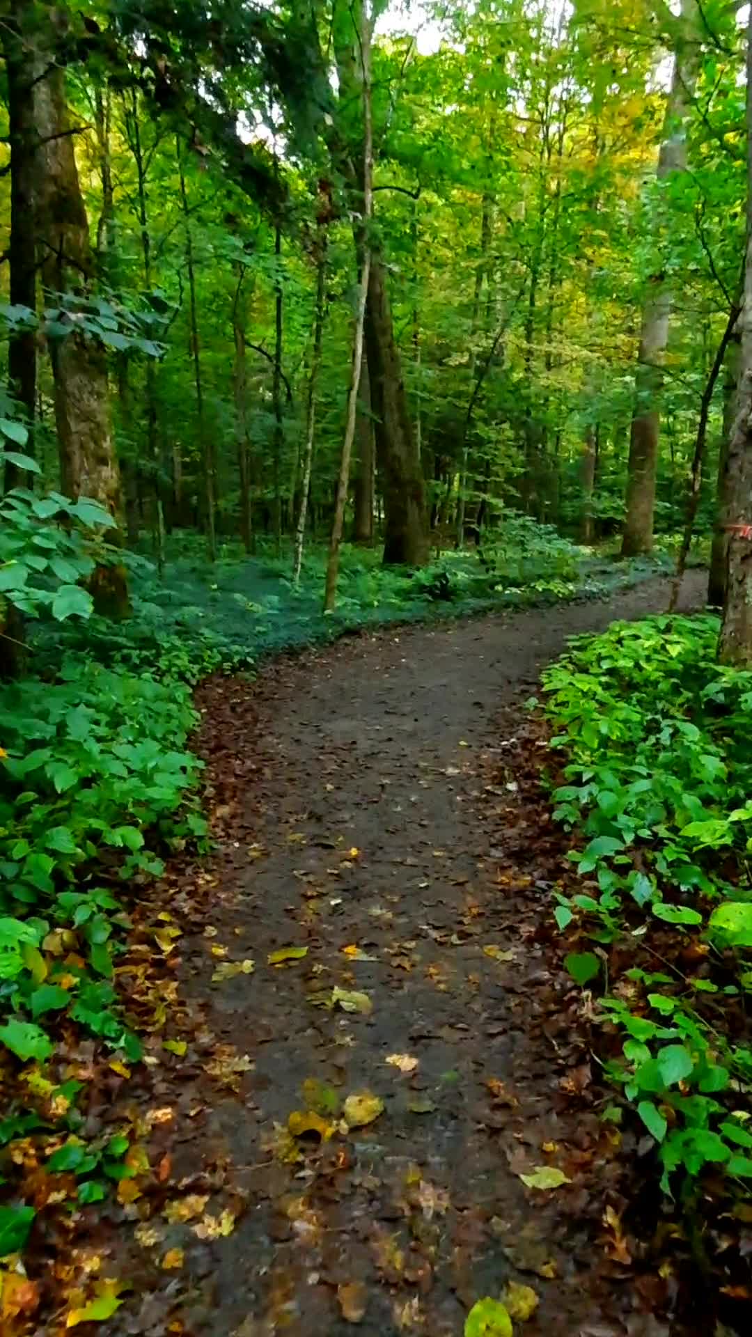 Robert H Treman State Park