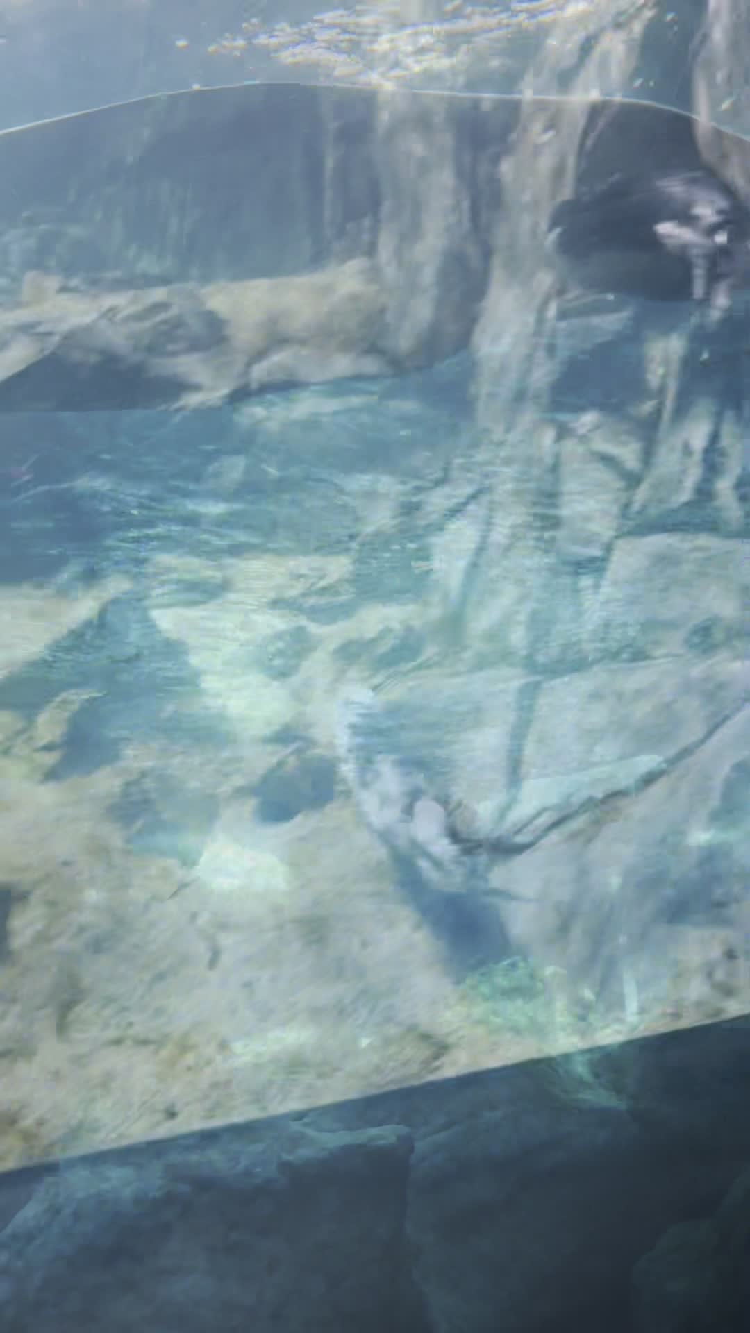 Georgia Aquarium