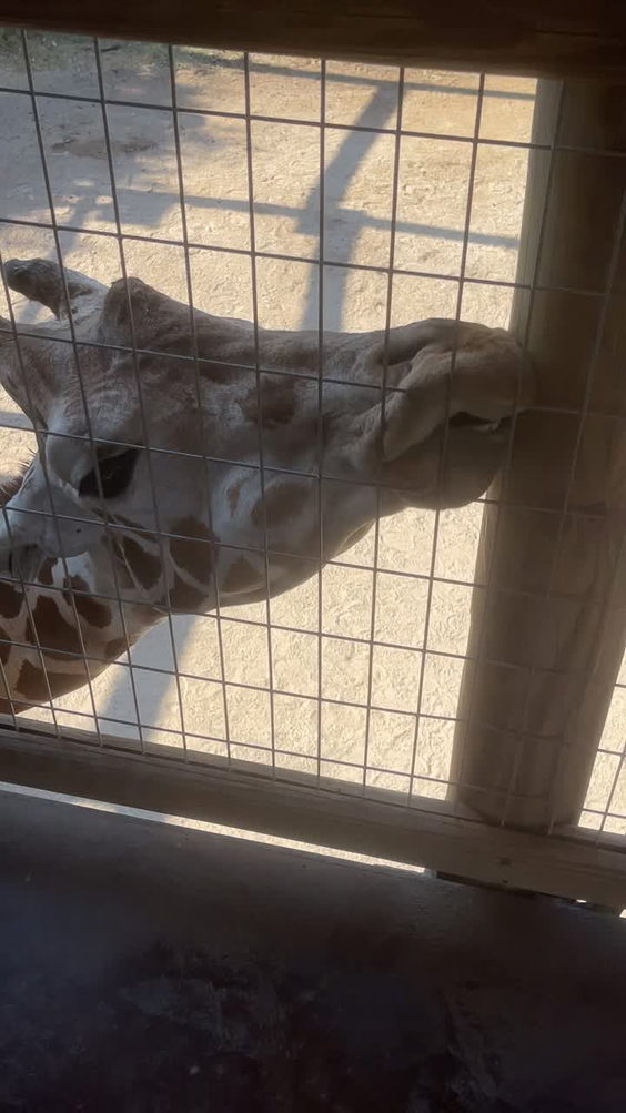 Abilene Zoo