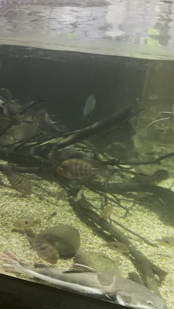 SEA LIFE Grapevine Aquarium