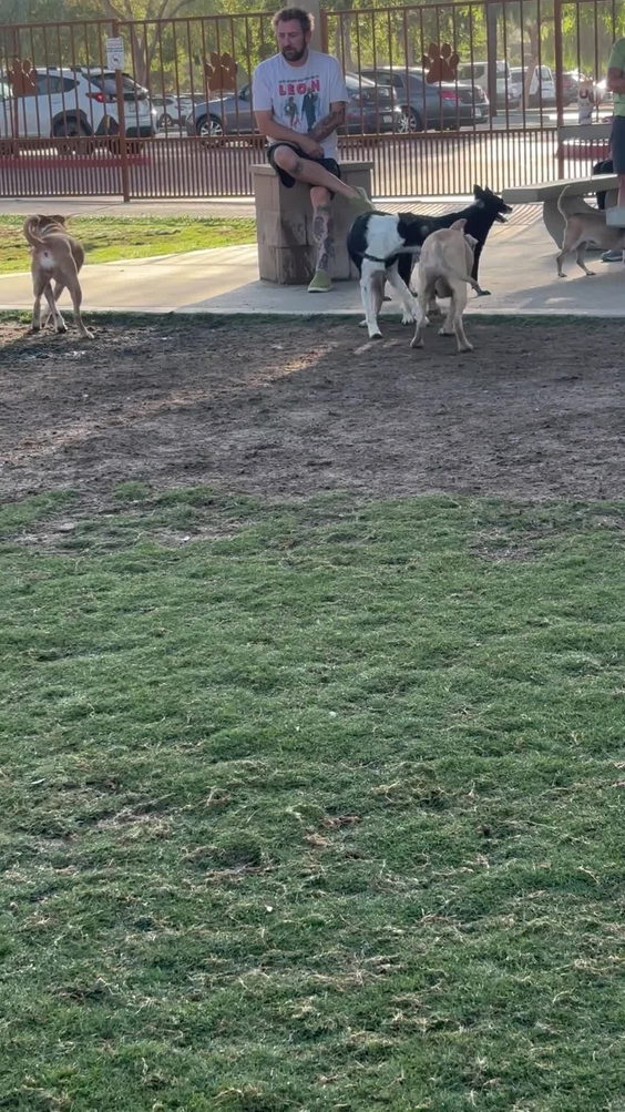 Palm Desert Civic Dog Park