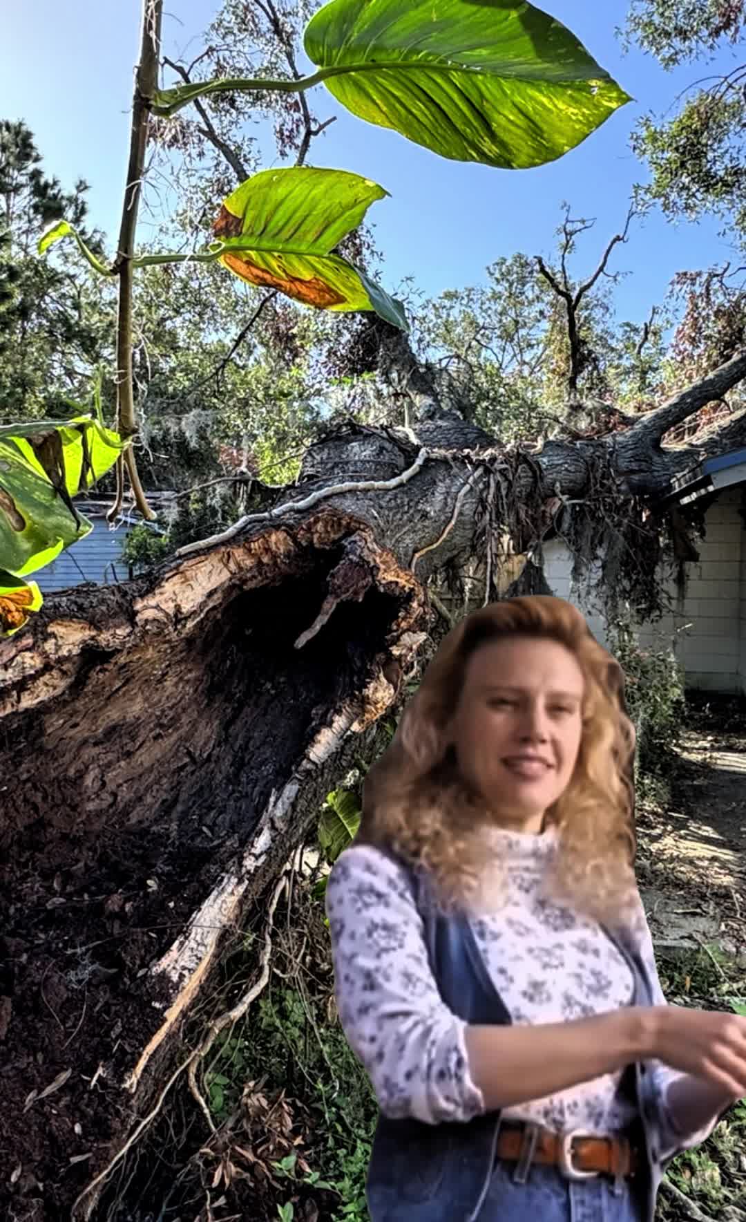 All Your Way Lawn, Tree, and Property Maintenance