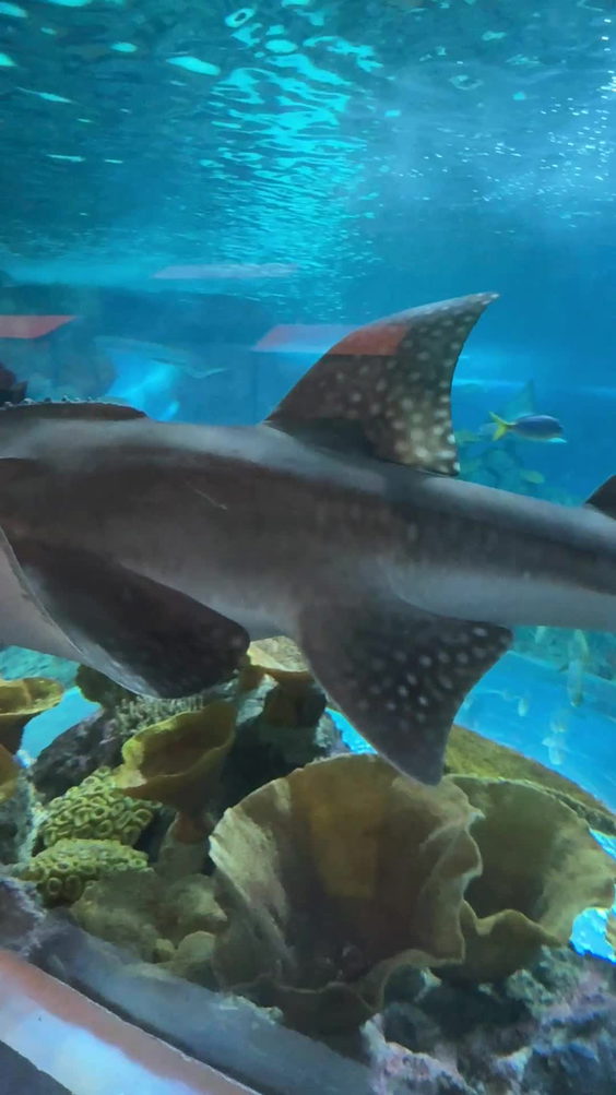 Aquarium Café