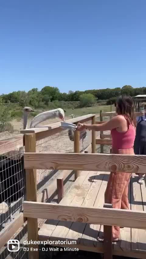 Ostrichland USA