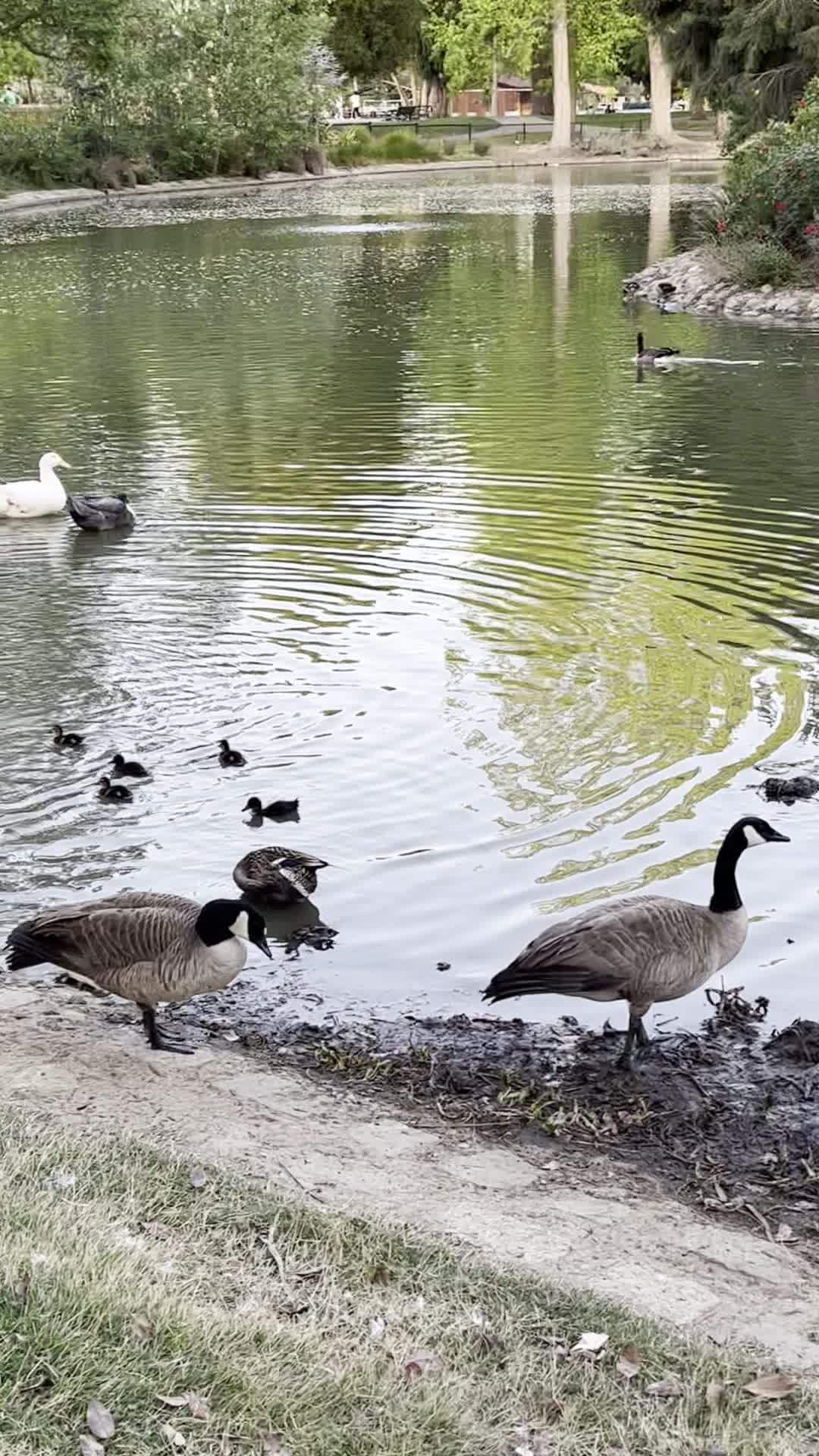 McKinley Park