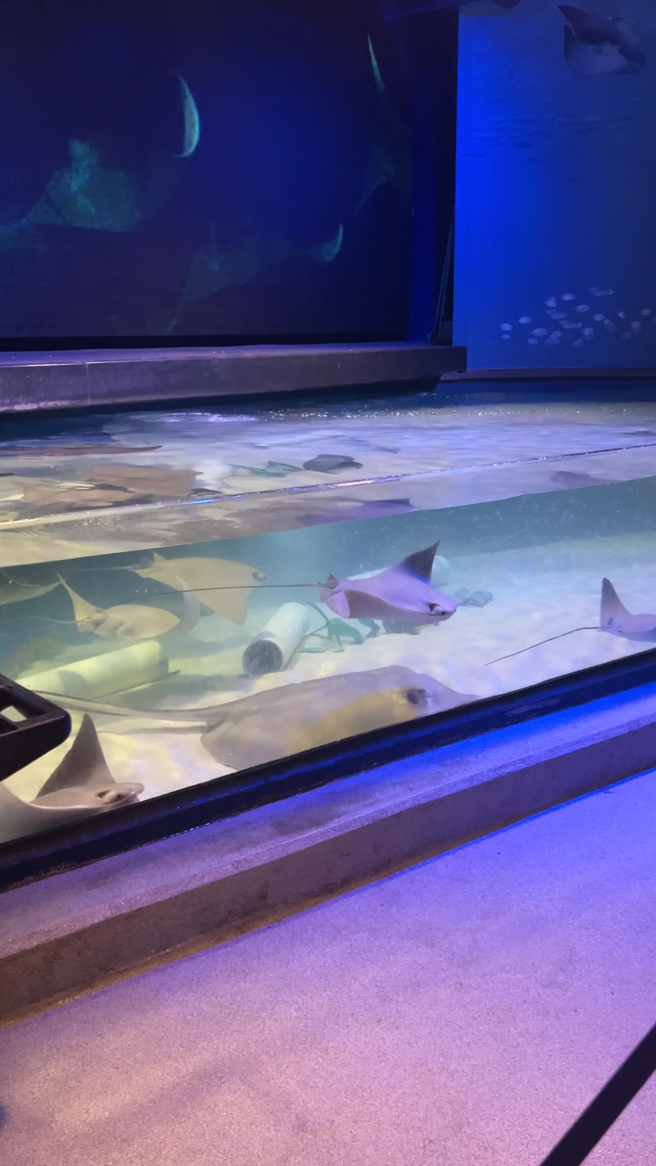 Audubon Aquarium of the Americas, General Visitors Information and Departments, Aquarium Gift Shop