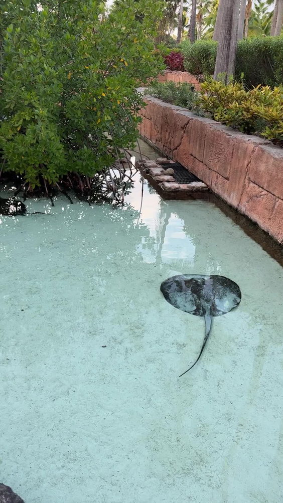 Atlantis Paradise Island