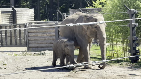 Elephant Exhibit