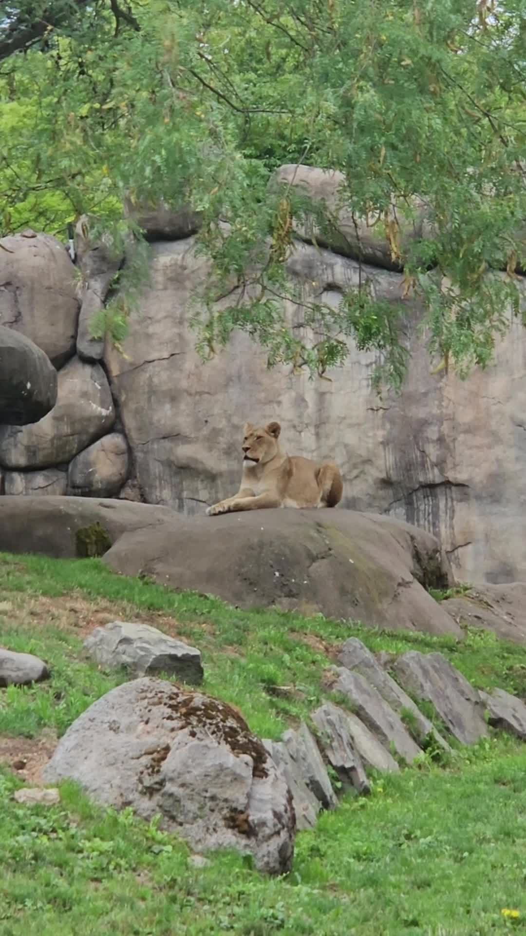 Video review of Oregon Zoo