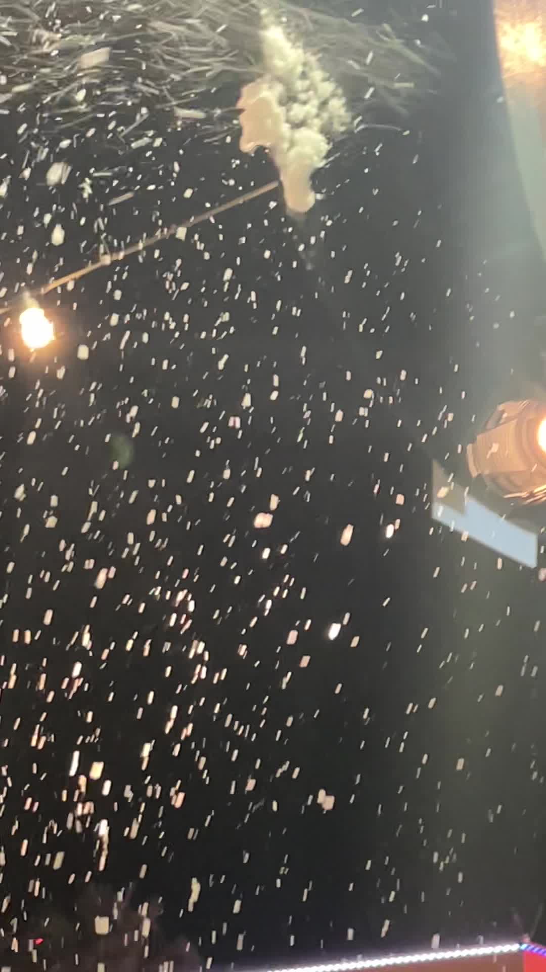 Christmas In the Park