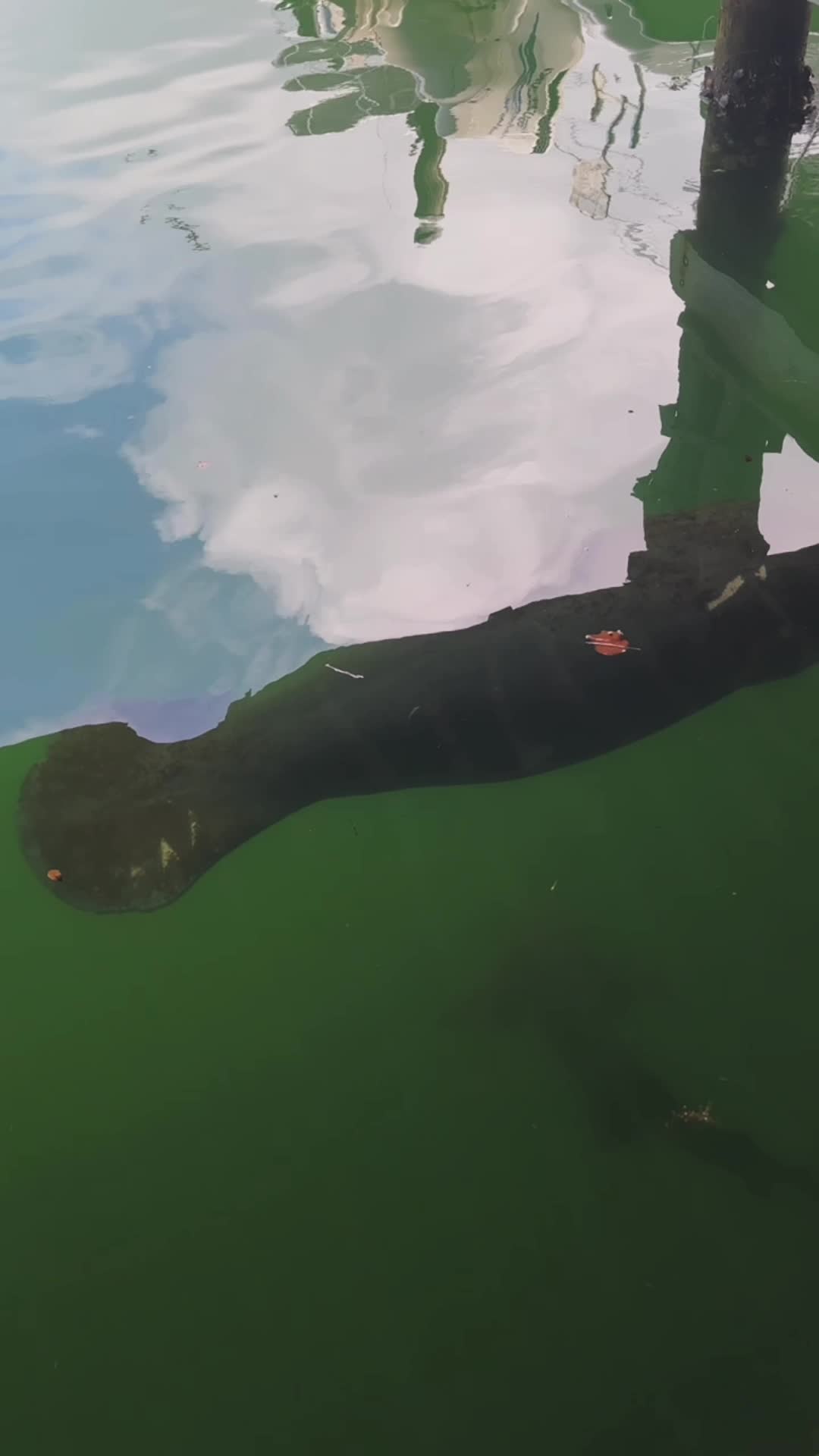 Marina Del Mar Resort and Marina