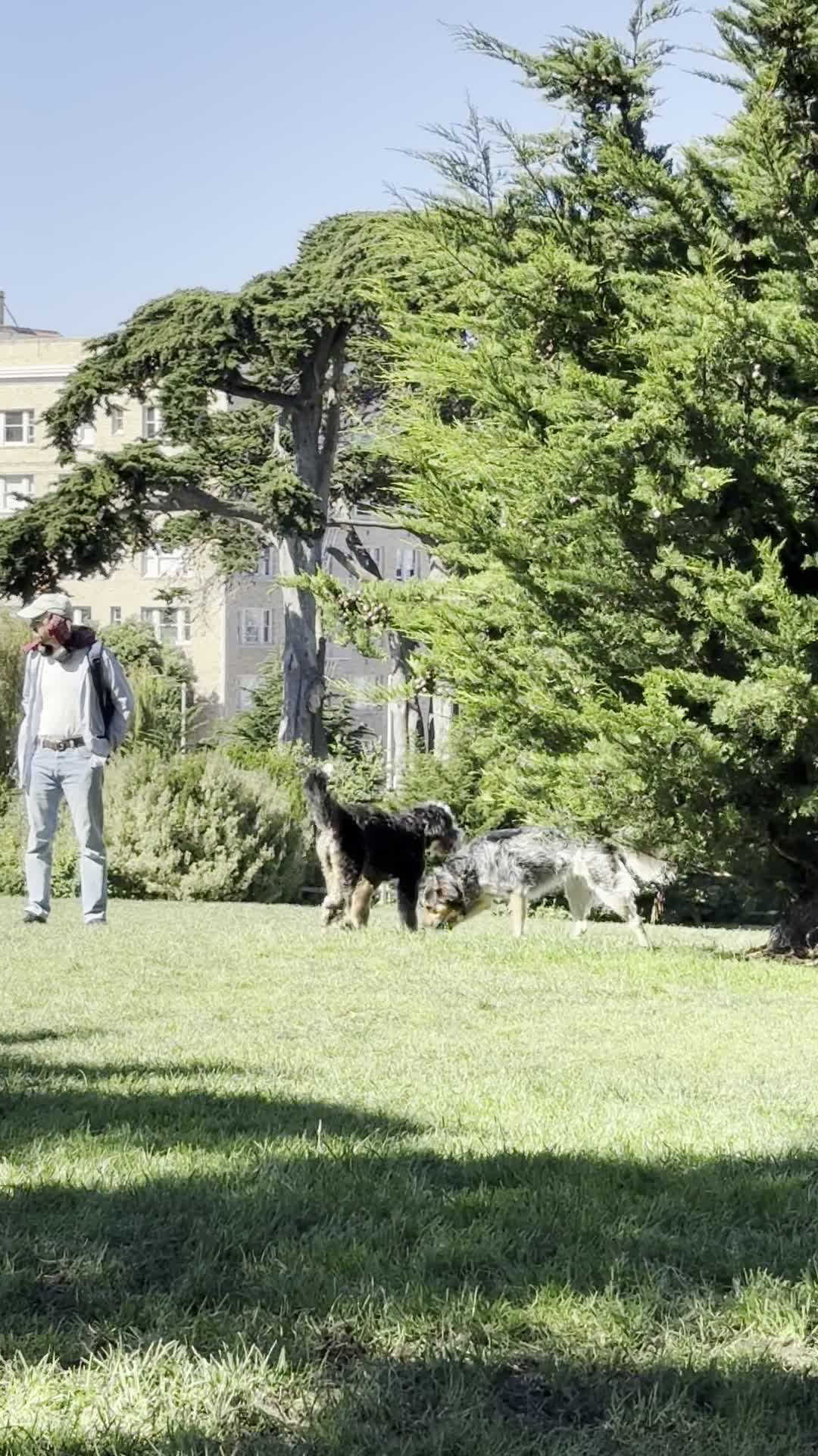 Video review of Alamo Square