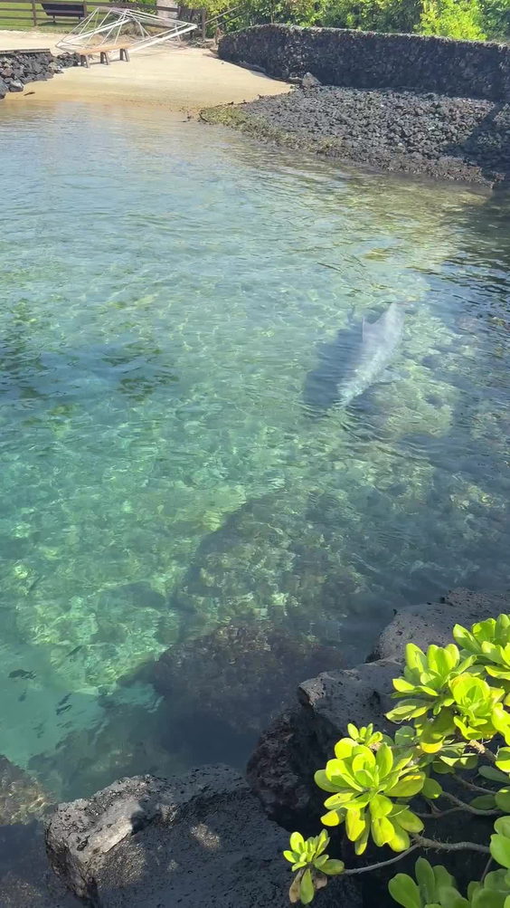Hilton dolphin quest