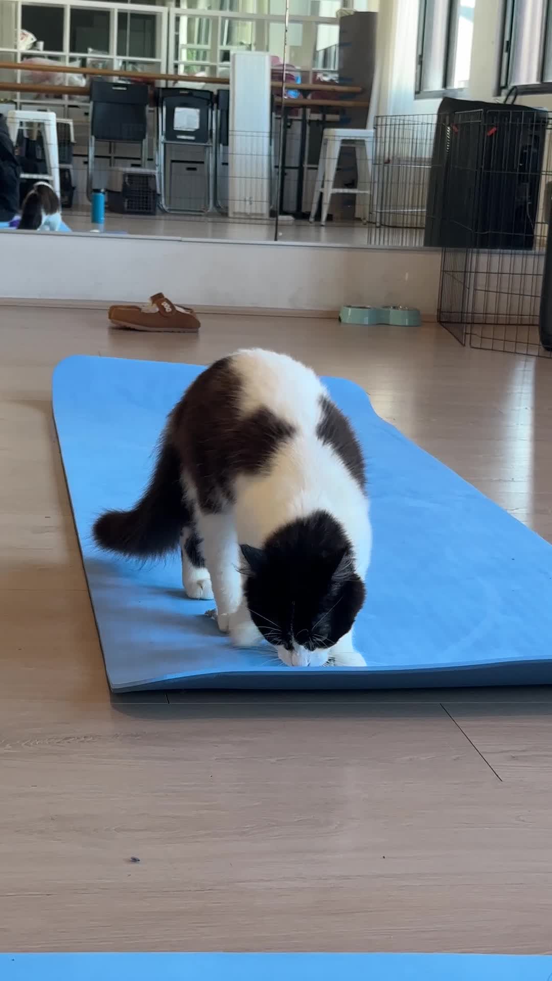 Video review of Cremeria De Luca