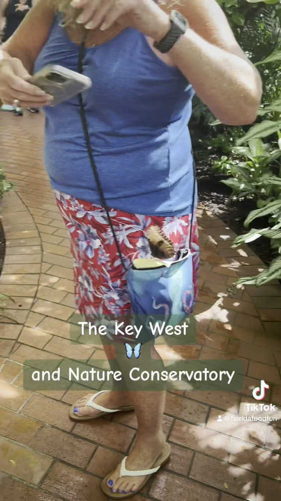 Key West Butterfly & Nature Conservatory