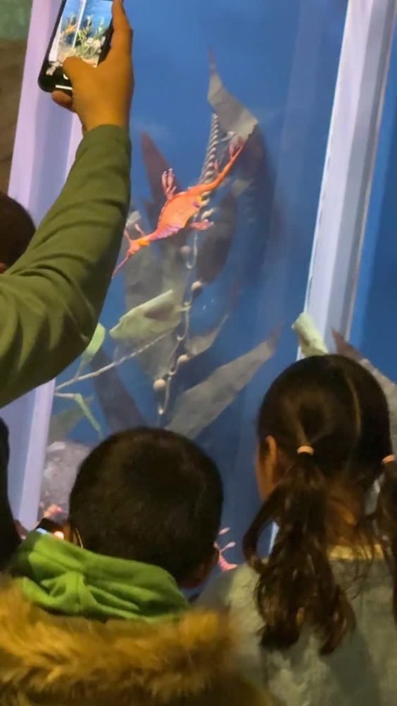 Puffin Exhibit