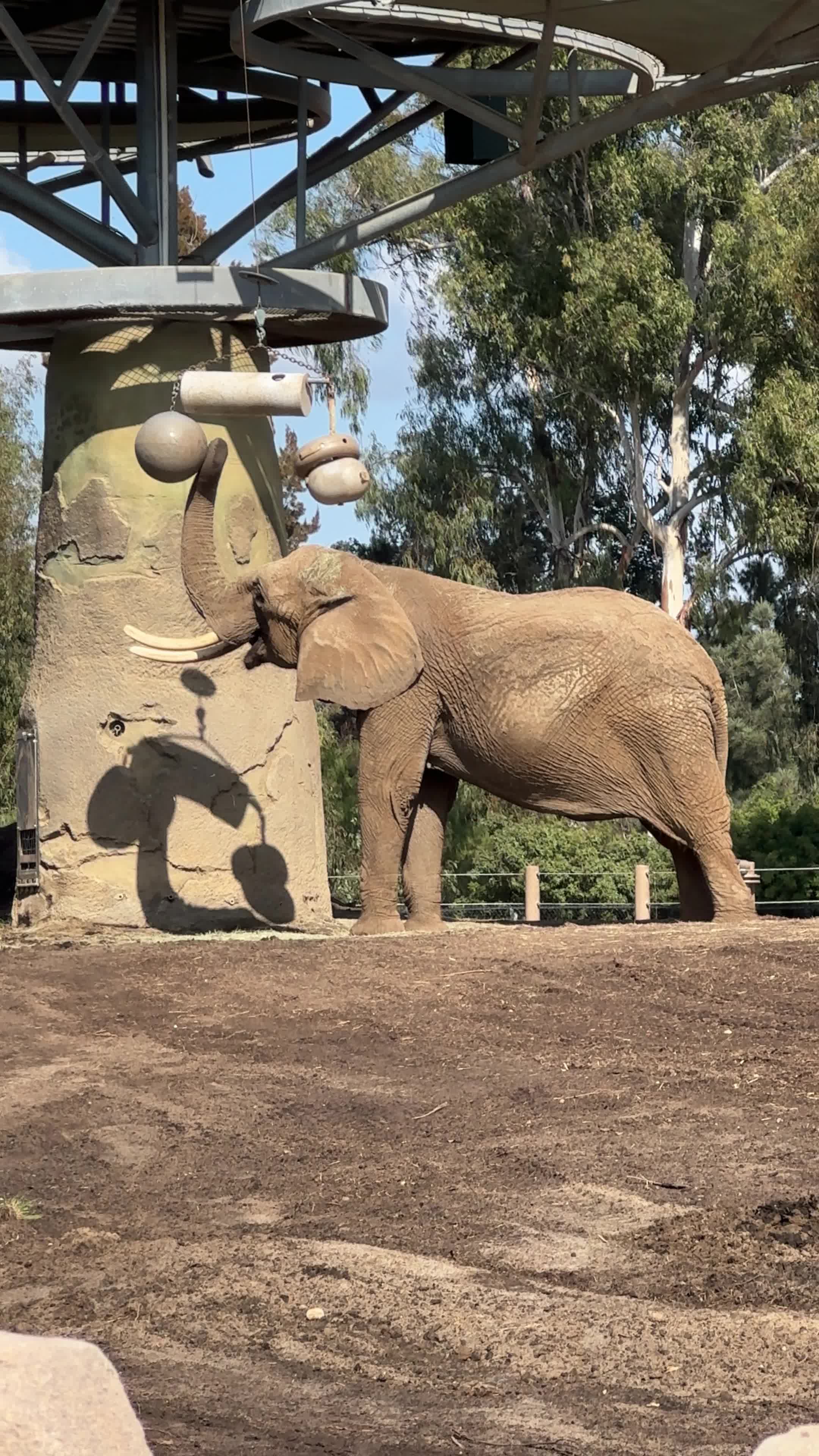 Lion and Jaguar Habitat