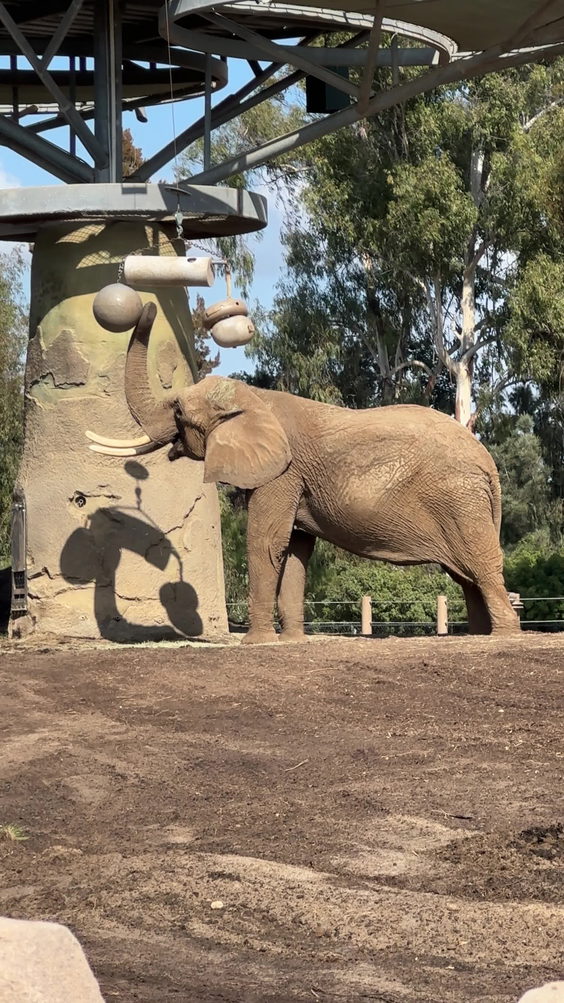 Lion and Jaguar Habitat