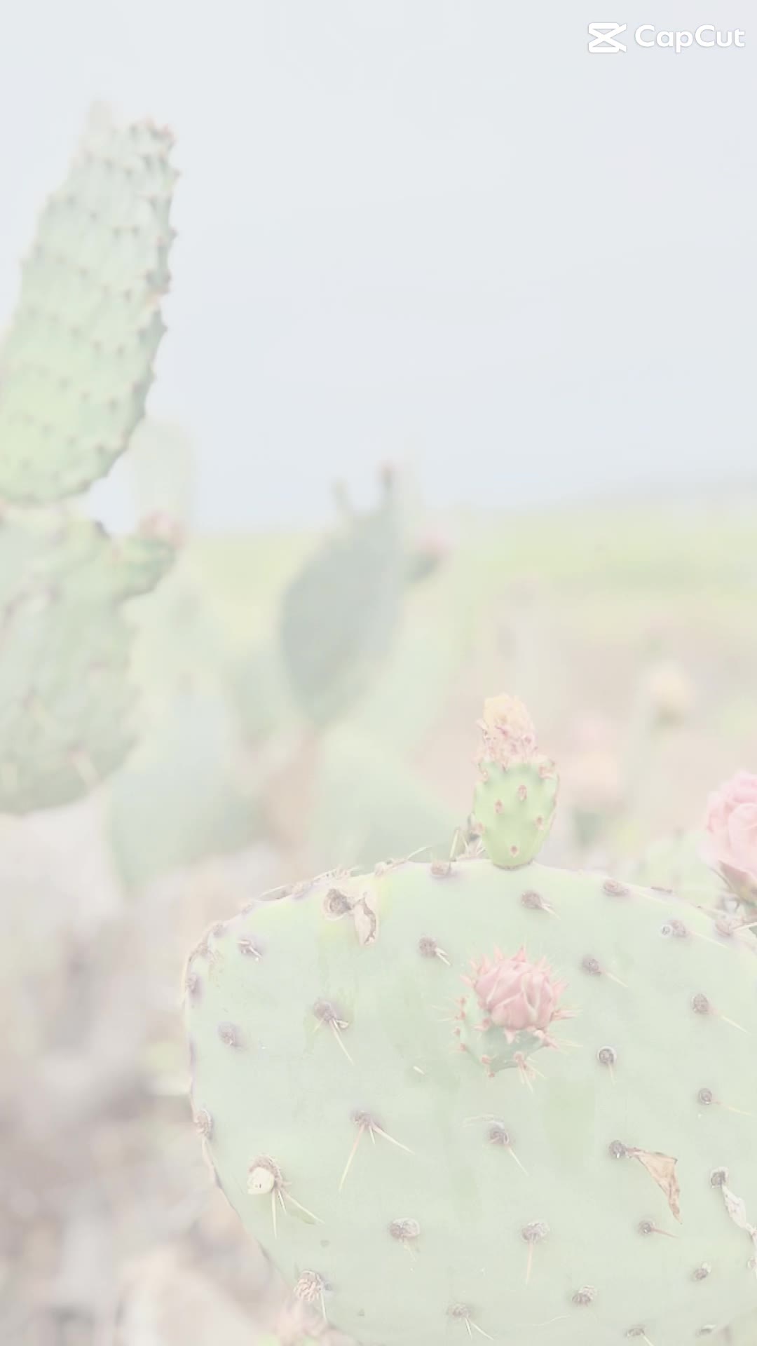 Annie's Canyon Trail