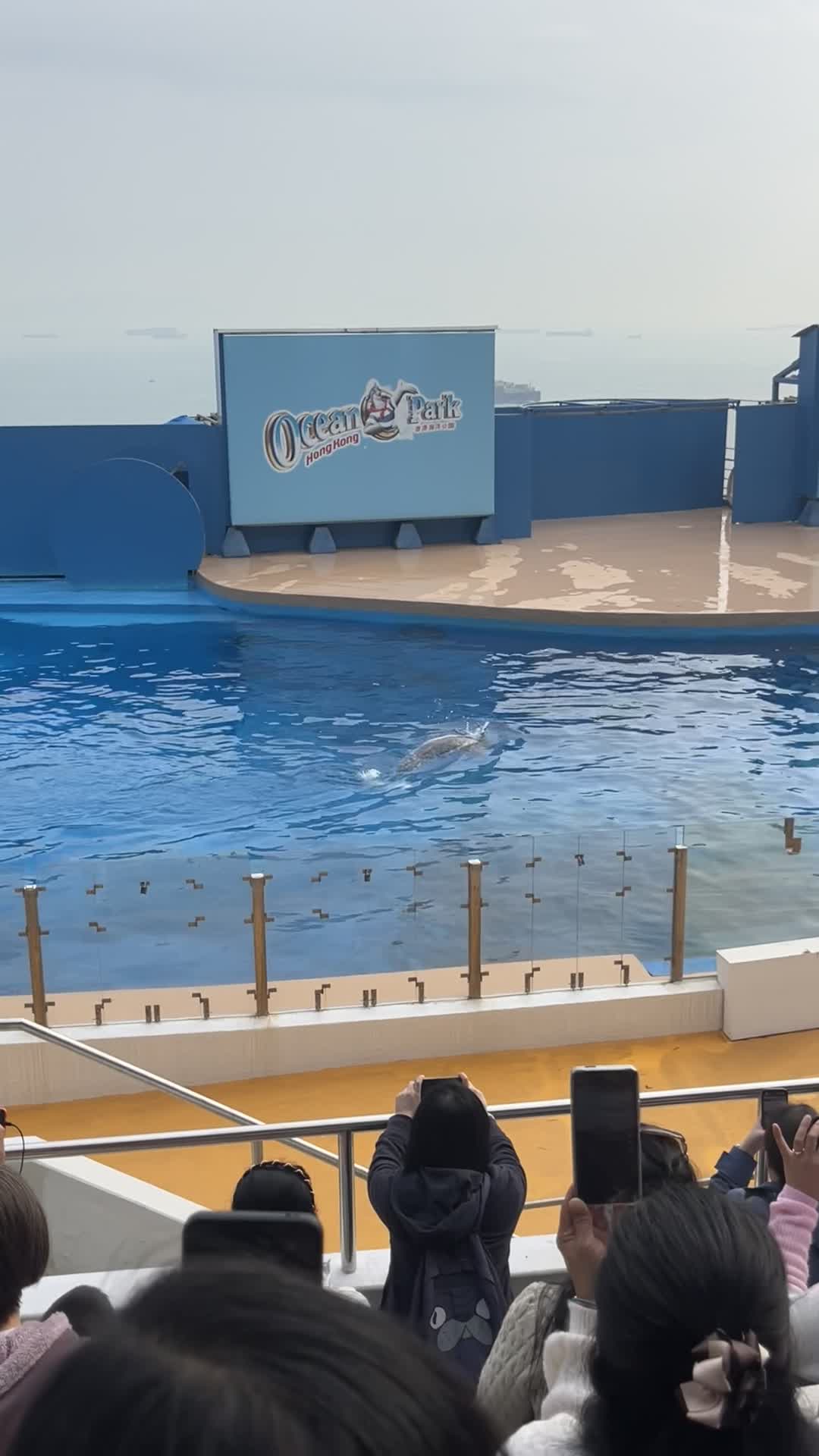 Video review of Ocean Theatre (海洋劇場)