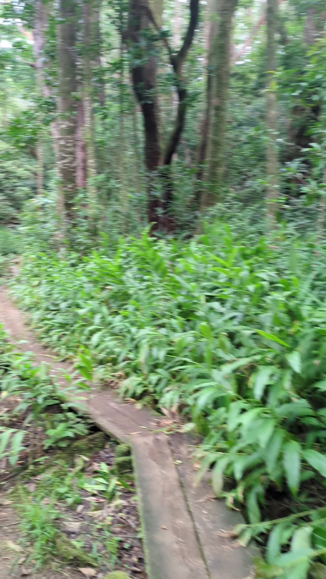 Pauoa Flats Trail