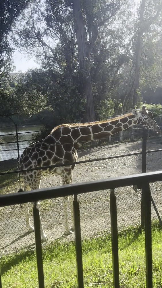 Giraffe Encounter