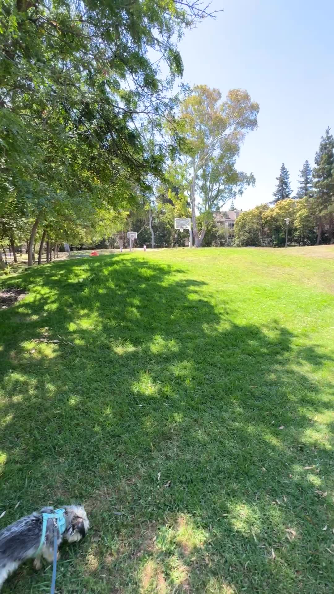 Lick Mill Park