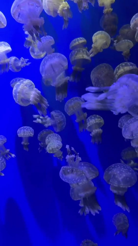 Xpark Aquarium