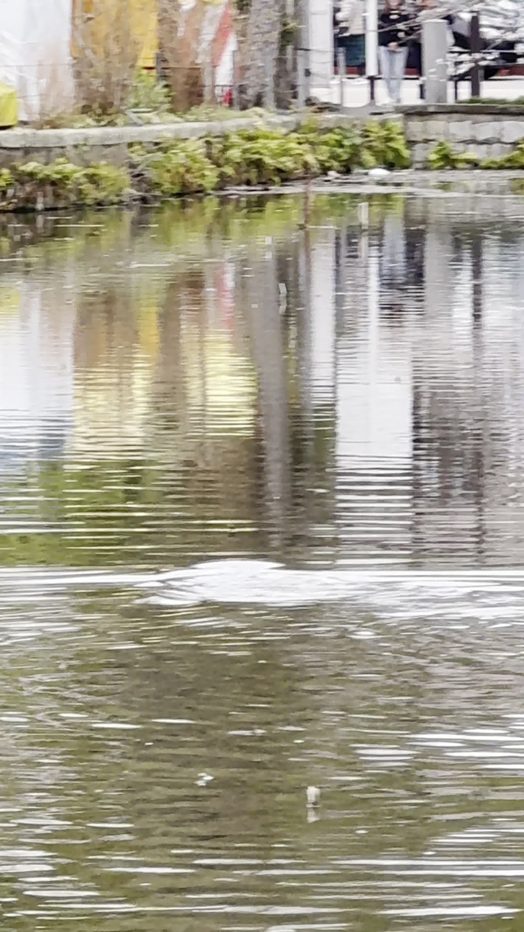 Video review of Shinobazu Pond (不忍池)