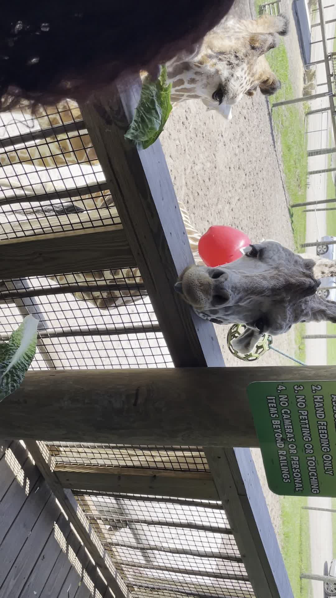 Wild Florida Airboats & Gator Park