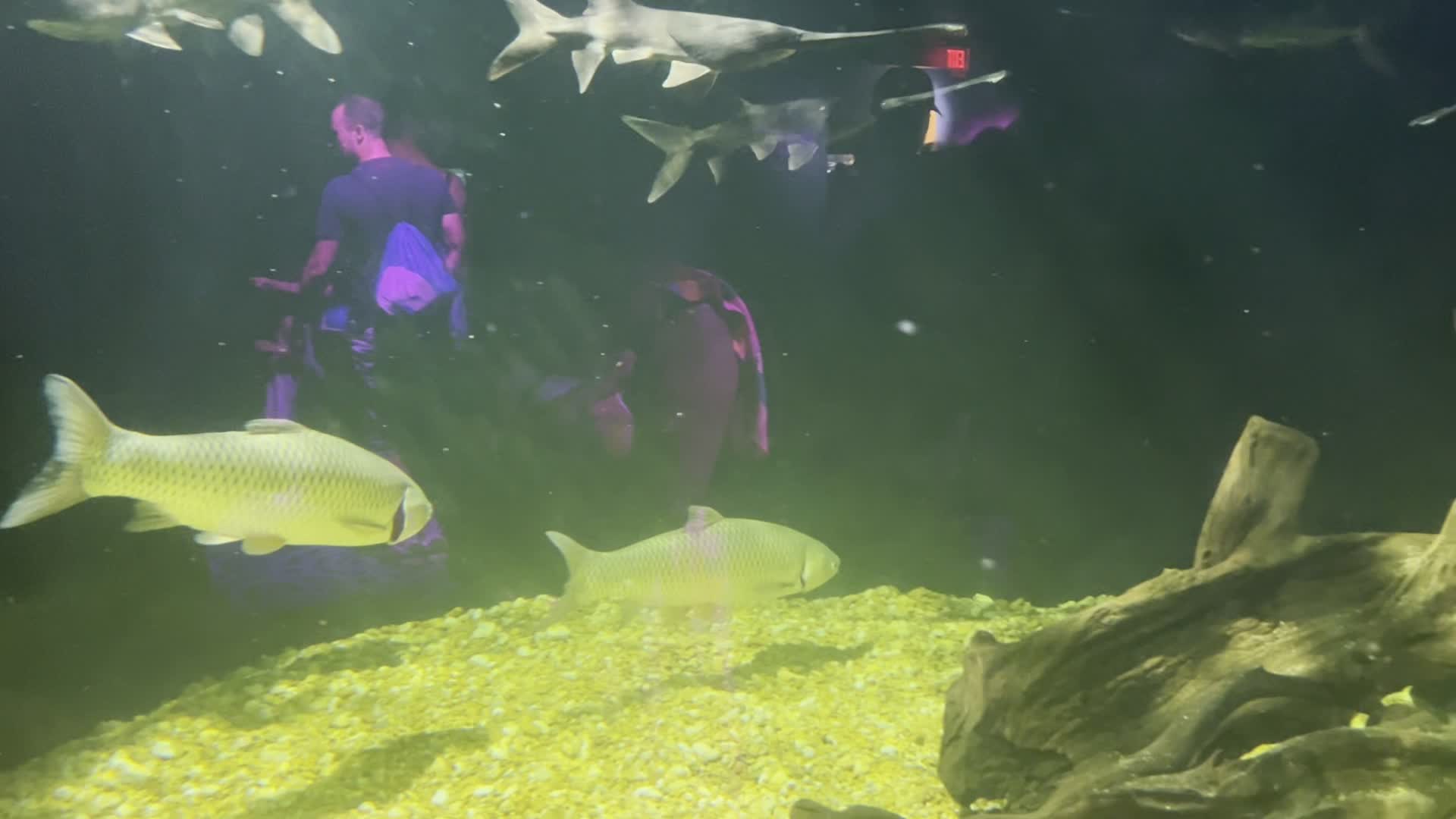 Video review of Sharks Tank @The Florida Aquarium