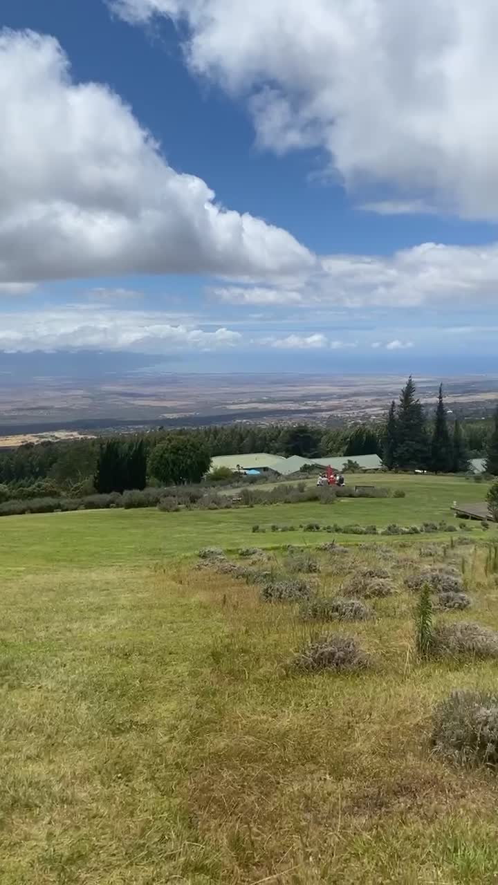Video review of Ali'i Kula Lavender