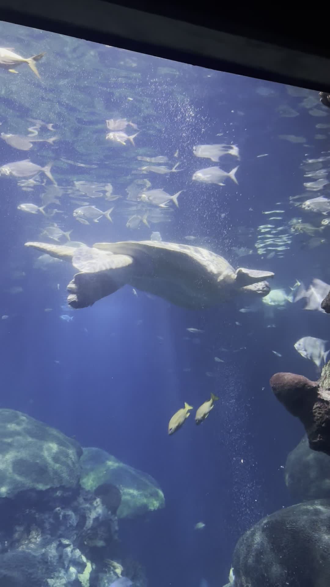 Video review of Tennessee Aquarium