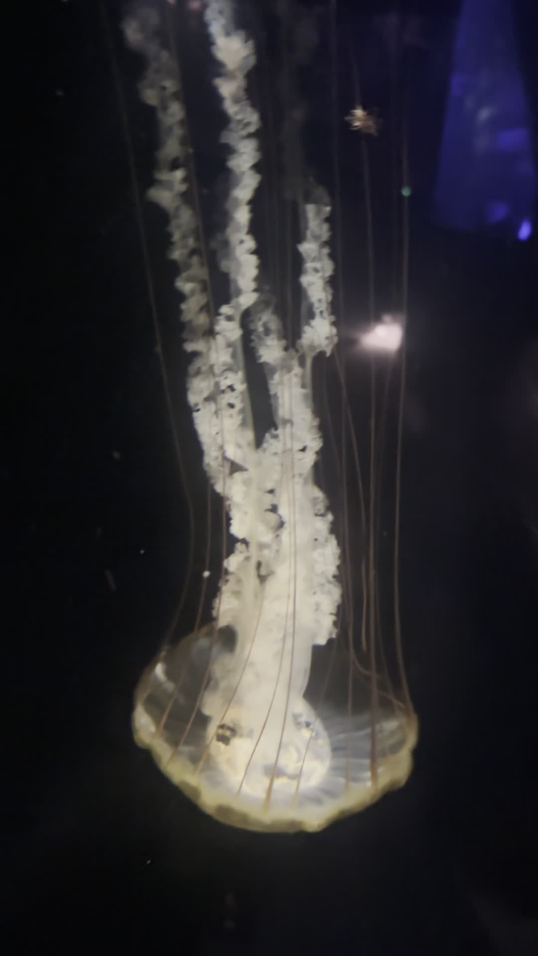 Video review of Tennessee Aquarium