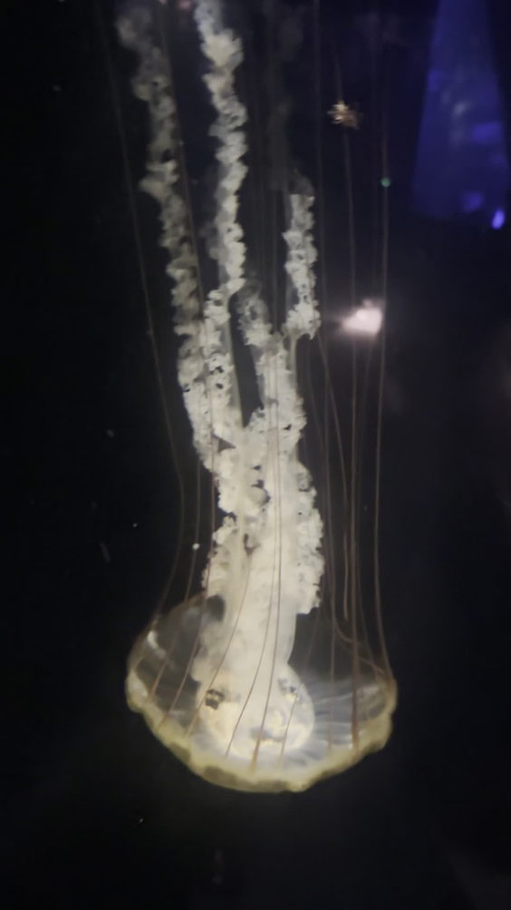 Tennessee Aquarium