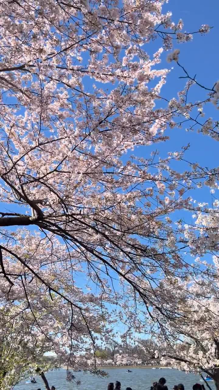 Tidal Basin