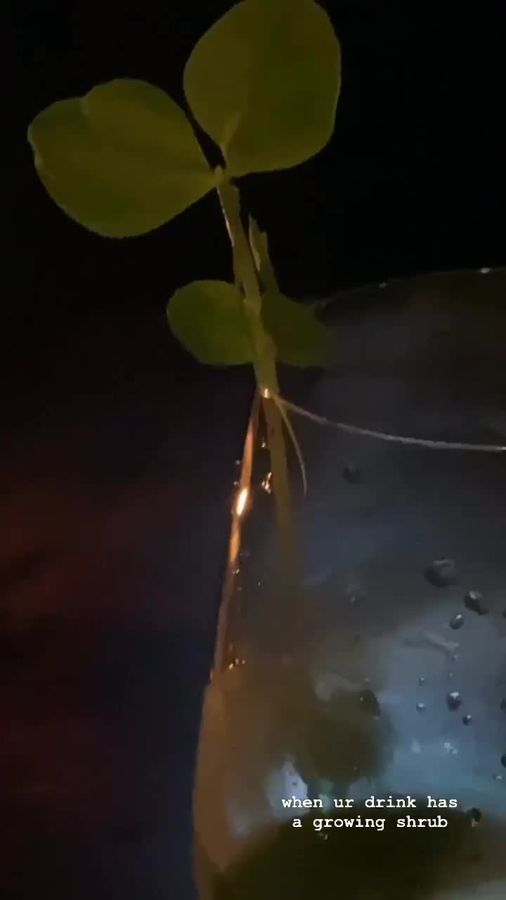 Video review of Old Mate's Place