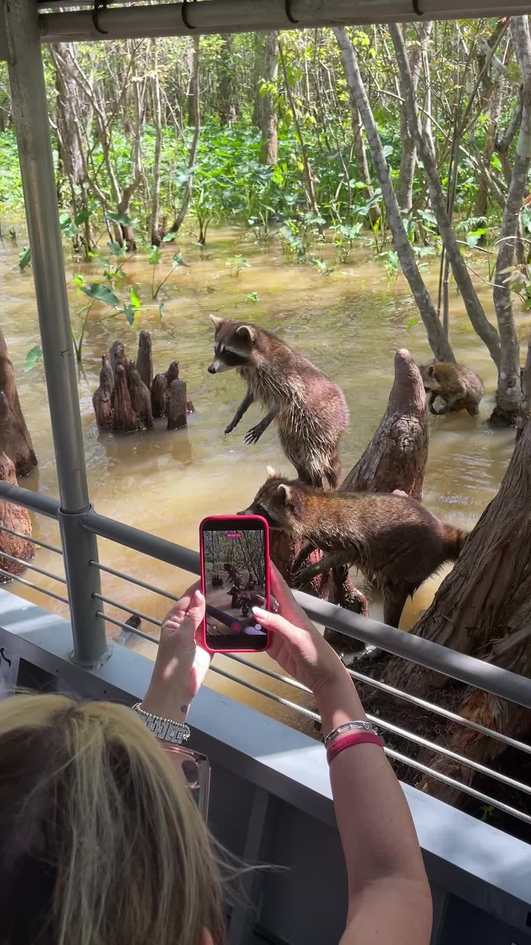 Cajun Encounters Swamp Tour