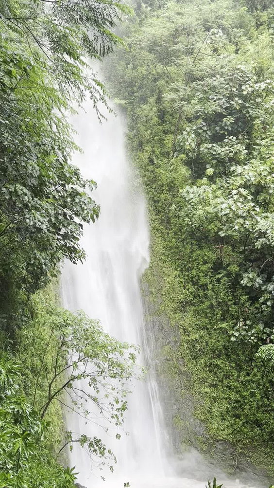 Manoa Falls