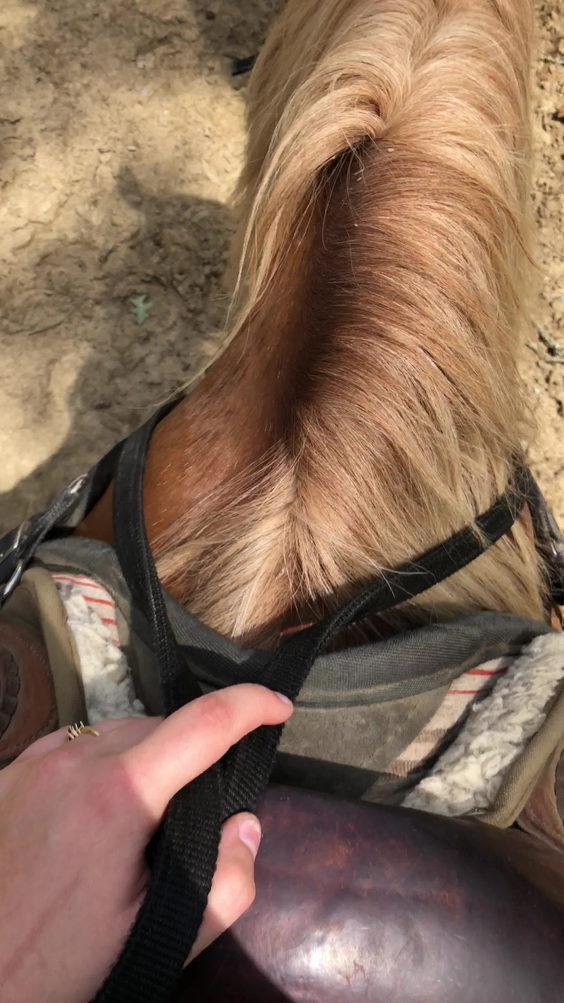 Five Oaks Riding Stables