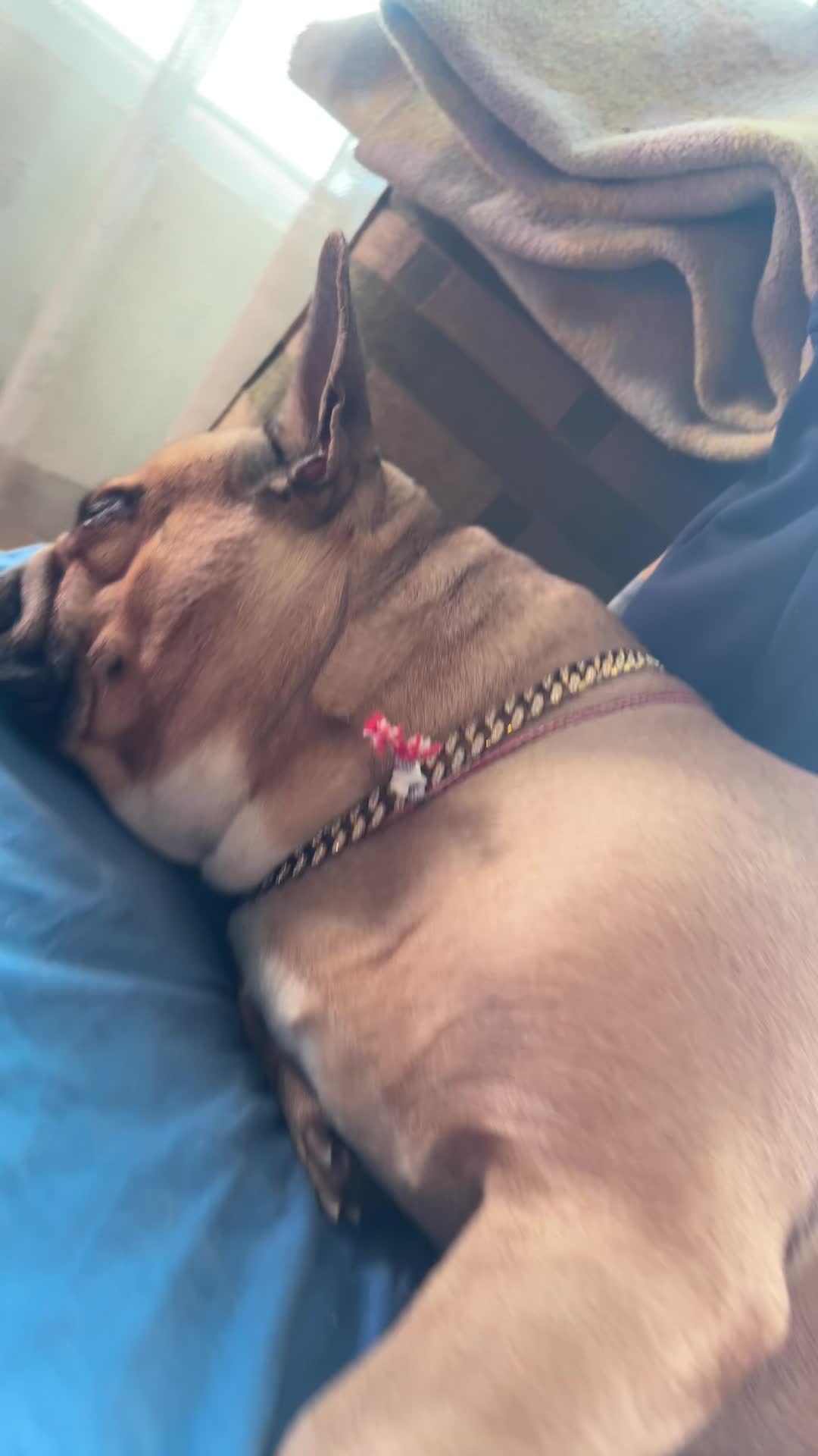 Frenchie relaxing