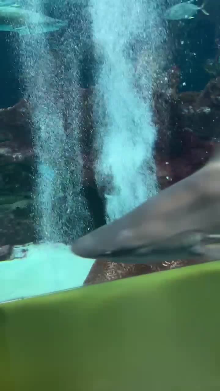 Video review of Butterfly Wonderland