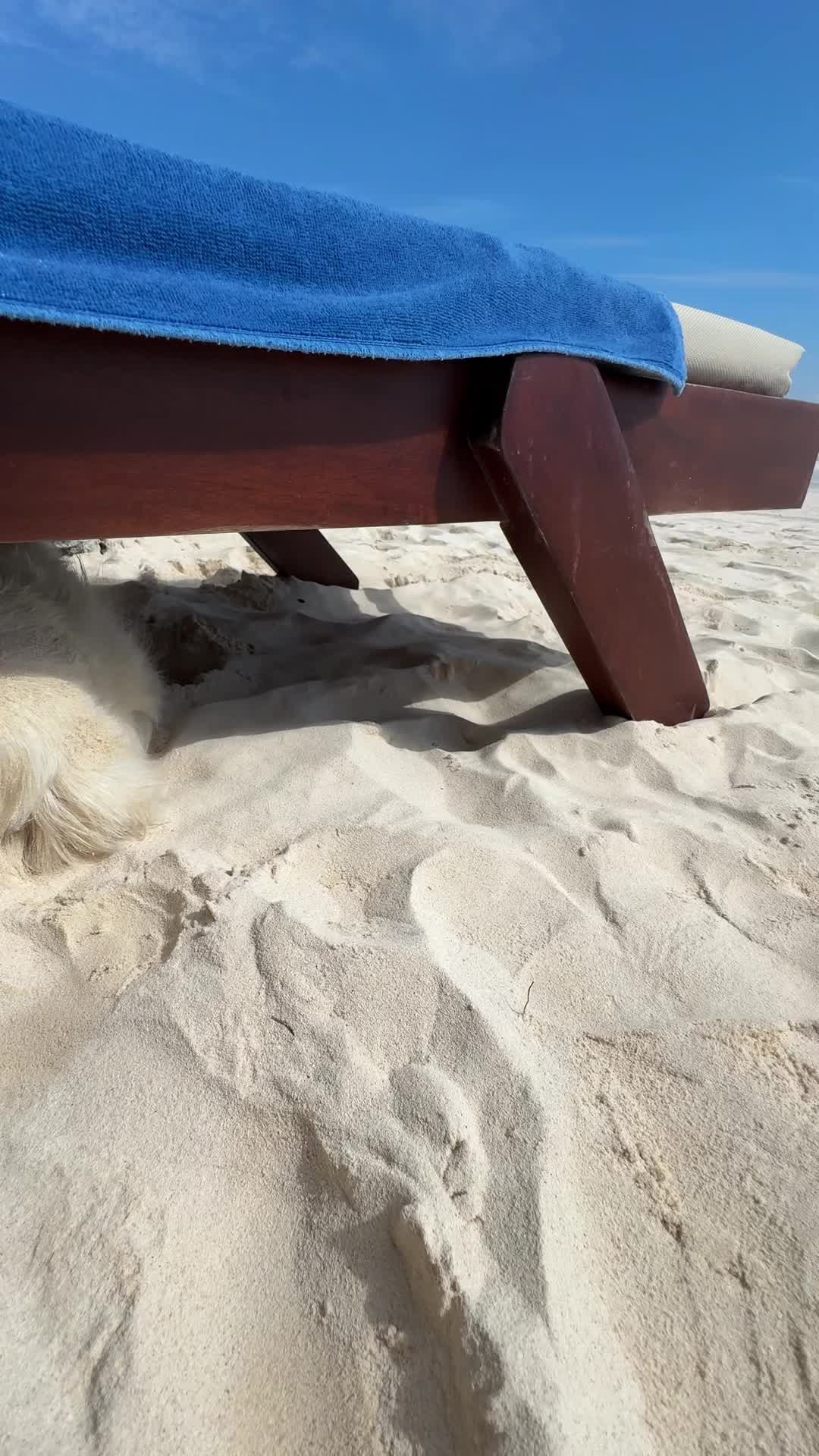 Video review of Ziggys Beach Club