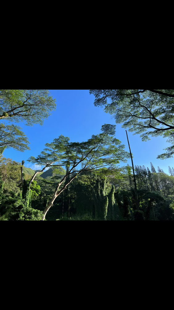 Mānoa Falls Trail