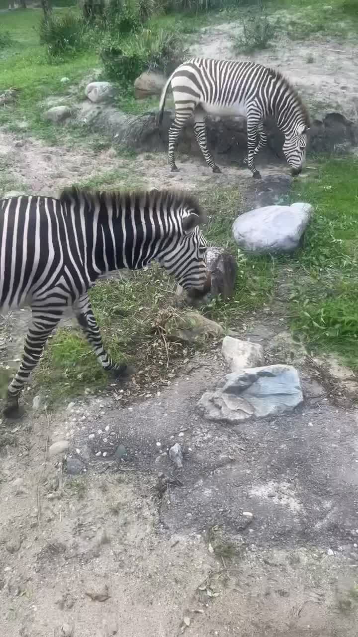 Disney's Animal Kingdom